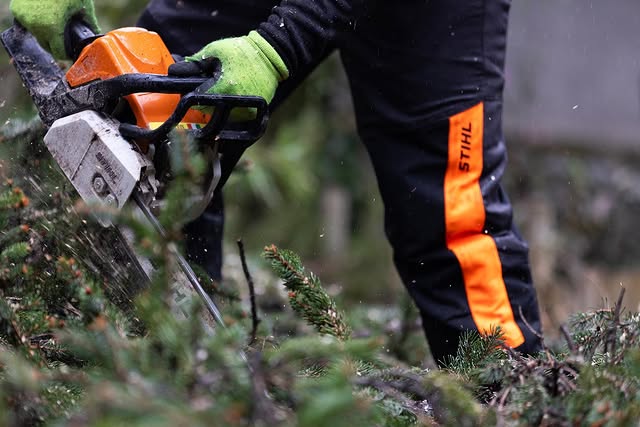 Intervento di abbattimento albero ad alto fusto con treeclimbing – Siberian Tree