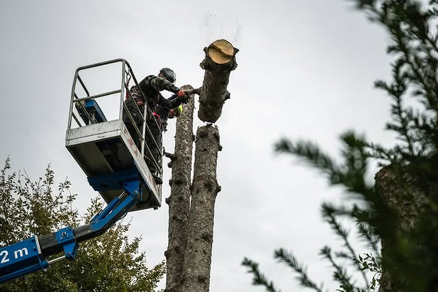 Consolidamento albero con sistema di tiranti dinamici – Siberian Tree